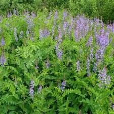 Сидерат Козлятник Ялтинский 0,5кг  Сидерат Козлятник Ялтинский 0,5кг