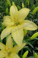 Лилия Азиатская Изи Ванилла (14/16) 2 шт