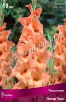 Гладиолус Крупноцветковый Питер Пирс (10/12) 10 шт