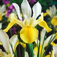 Ирис Голландский Симфония (7/8) 10шт 833083