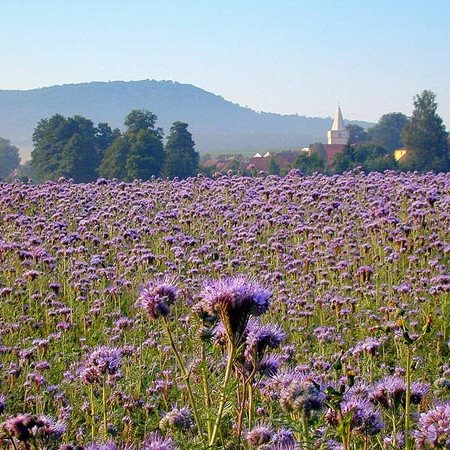 Семена фацелии 30г