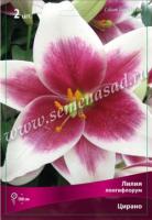 Лилия Лонгифлорум Цирано (12/14) 3 шт