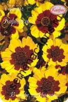 Кореопсис Летний ветерок однолетний  Кореопсис Летний ветерок однолетний