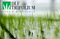 DLF TRIFOLIUM DLF TRIFOLIUM