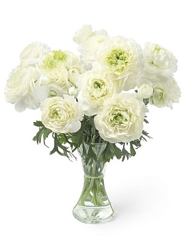 Лютик гибридный Романс Гренобль /К 839684