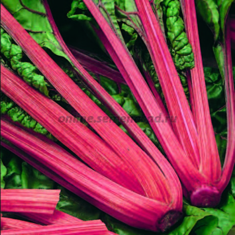 Мангольд Красный Рубин10г 