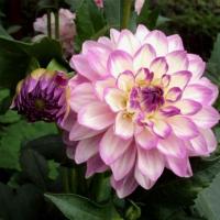 Георгина декоративная Блу Виш (I) 1 шт 835311