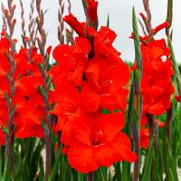 Гладиолус Дайдор Де Пан (12/14) 5шт 835566
