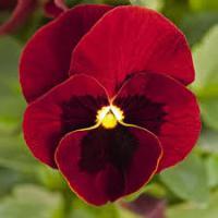 Фиалка рогатая Эдмаер Ред Блоч 10шт