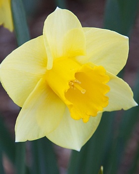 Нарцисс Крупнокорончатый Йеллоу Салом (5шт 12/14) 839497