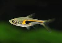 Рыба Расбора Бригитта Рыба Расбора Бригитта