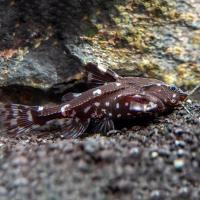 Рыба  Сом Агамикс Рыба  Сом Агамикс