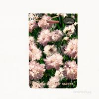 Гвоздика Перистая Лунное сияние 20*0,3  Гвоздика Перистая Лунное сияние 20*0,3