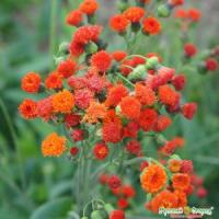 Эмилия Огненный салют 0,05г Эмилия Огненный салют 0,05г