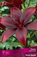Лилия Азиатская Блэк Джек (14/16) 2 шт