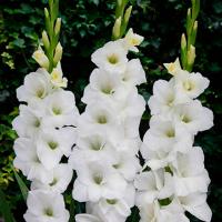 Гладиолус Тибет 