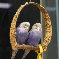 Волнистый попугайчик (лат. Melopsittacus undulatus) Волнистый попугайчик (лат. Melopsittacus undulatus)