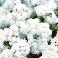 Агератум Мексиканский Кона  F1 вайт 5шт 