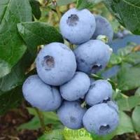 Голубика Блюджей