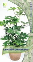 Шеффлера древовидная 5шт Шеффлера древовидная 5шт