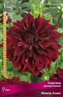 Георгина декоративная Мингус Алекс (I) 1 шт 