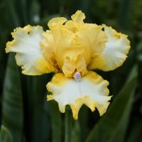 Ирис бородатый Бёртуисл (I) 1 шт