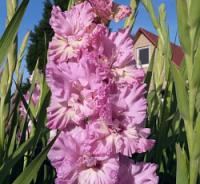 Гладиолус Цера Корфинио (10/12) 10 шт 847957