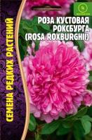 Роза кустовая Роксбурга 10шт 