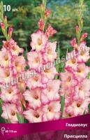 Гладиолус Крупноцветковый Присцилла (10/12) 10 шт