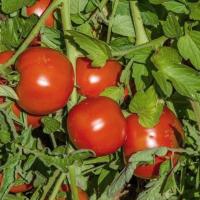 Томат Махитос F1 5шт Томат Махитос F1 5шт