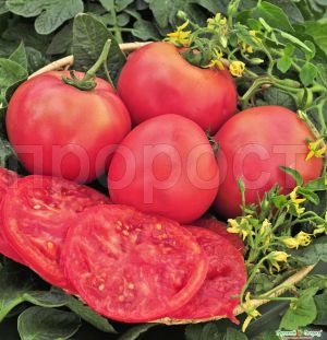 Томат Розовый гигант 0,1г Томат Розовый гигант 0,1г