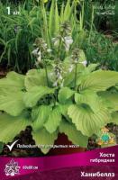 Хоста гибридная Ханибеллз (I) 1 шт 