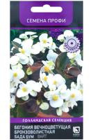 Бегония вечноцветущая бронзоволистная Бада Бум Вайт 15шт Бегония вечноцветущая бронзоволистная Бада Бум Вайт 15шт