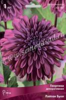 Георгина декоративная Лайлак Булл (I) 1 шт 