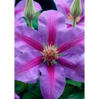 Клематис (капер) Акаиши