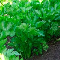 Сельдерей листовой Нежный 20*0,3 г