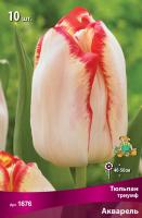 Тюльпан Триумф Акварель (12/+) 