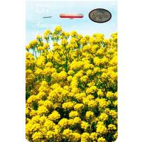 Алиссум Лимонад (многолетний, желтый) 20*0,3 Алиссум Лимонад (многолетний, желтый) 20*0,3