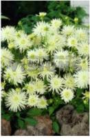 Георгина кактусовая Плая-Бланка (I) 1 шт 