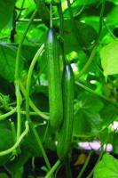 Огурец Вивальди F1 Огурец Вивальди F1