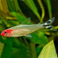 Рыба Родостомус Татра красноротая M Рыба Родостомус Татра красноротая M