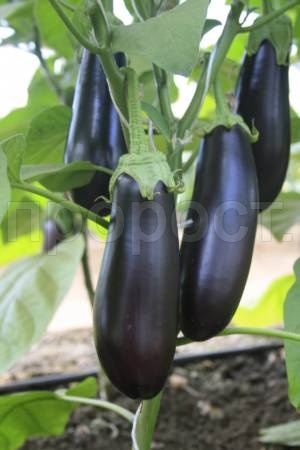 Баклажан Каприз F1 0,1г  Баклажан Каприз F1 0,1г