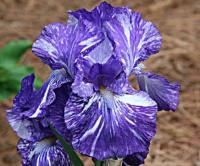Ирис бородатый Батик (I) 1 шт