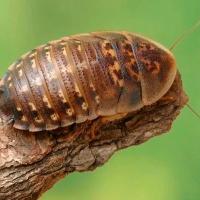 Насекомое Таракан аргентинский Насекомое Таракан аргентинский