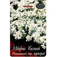 Иберис Белый Снежный ковер 20*1  Иберис Белый Снежный ковер 20*1