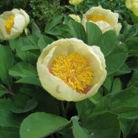 Пион Млокосевича (Paeonia mlokosewitschii) 3шт Пион Млокосевича (Paeonia mlokosewitschii) 3шт
