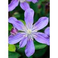 Клематис (капер) Арабелла