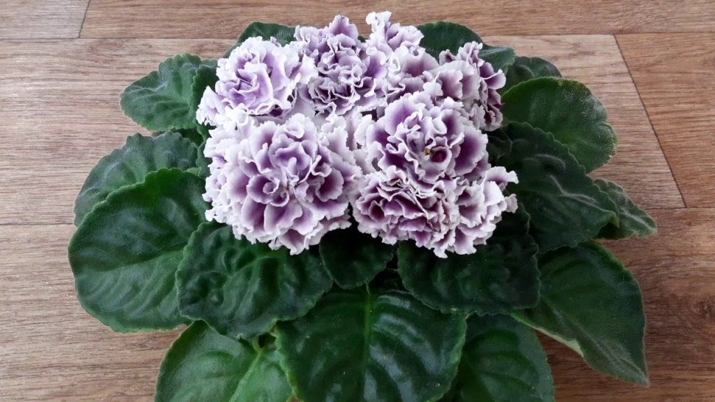 фиалки не цветут фиалки не цветут