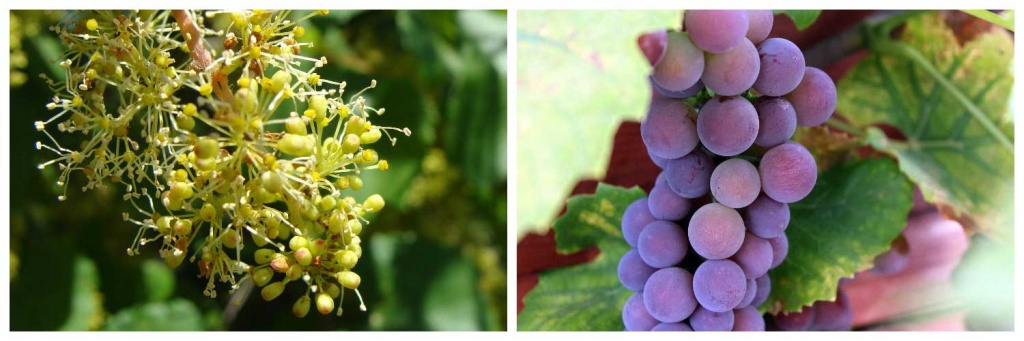 виноград).jpg виноград).jpg