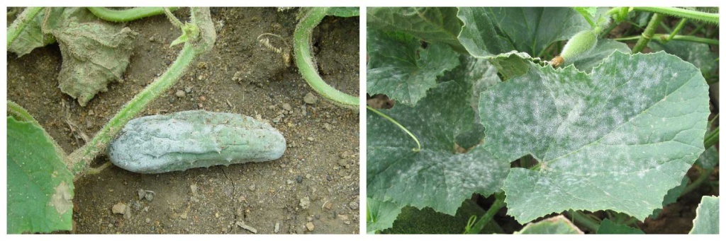 огурцы.jpg огурцы.jpg